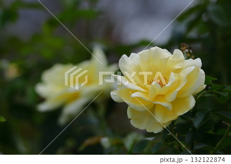 花の女王 花の女王 132122874