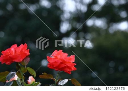 花の女王 花の女王 132122876