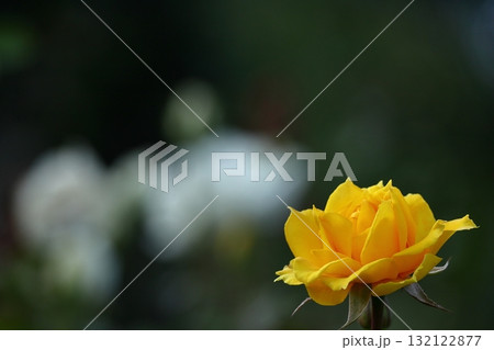 花の女王 花の女王 132122877