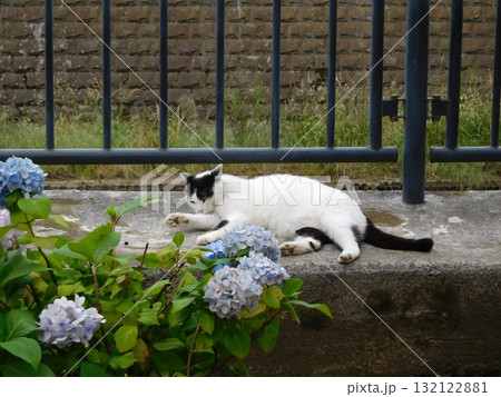 相鉄線星川駅　マチ猫　バンカラー　アジサイ 132122881