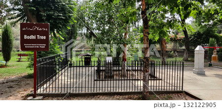 Bodhi Tree Planted at Taxila Museum Descendant of Original Tree from Bodh Gaya Symbolizing Buddhist Enlightenment 132122905