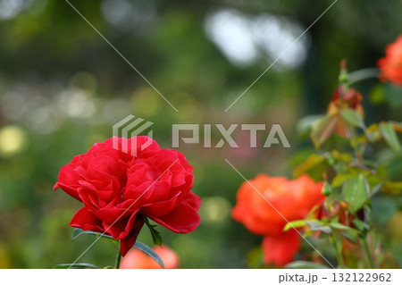 花の女王 132122962