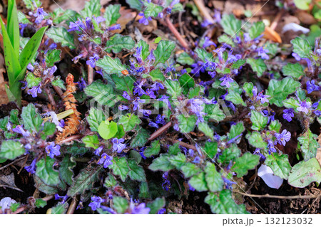 地獄の釜の蓋とも呼ばれることもある紫の花と付けるキランソウ 地獄の釜の蓋とも呼ばれることもある紫の花と付けるキランソウ 132123032