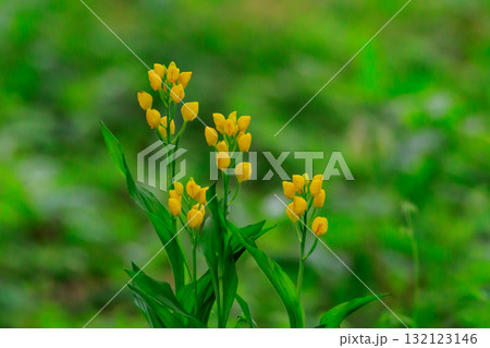 山や丘陵の林の中に生える地上性の黄色いラン　キンラン 132123146