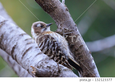 日本で一番小さなキツツキ コゲラ 132123377