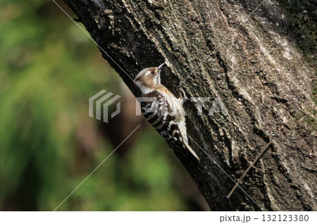 日本で一番小さなキツツキ コゲラ 日本で一番小さなキツツキ コゲラ 132123380