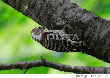 日本で一番小さなキツツキ コゲラ 132123383