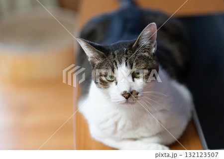 見つめる猫 キジトラ猫 見つめる猫 キジトラ猫 132123507