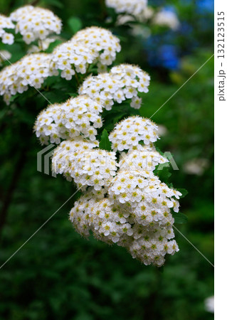 手鞠のような小さくて白い花を球状に咲かせる落葉低木 コデマリ 手鞠のような小さくて白い花を球状に咲かせる落葉低木 コデマリ 132123515