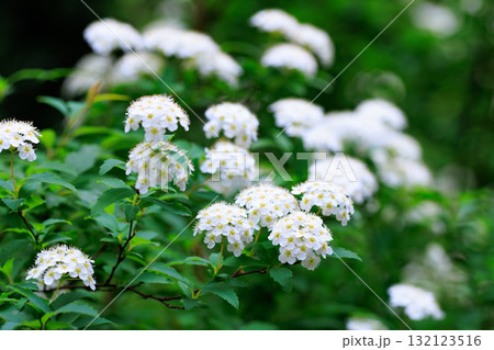 手鞠のような小さくて白い花を球状に咲かせる落葉低木 コデマリ 手鞠のような小さくて白い花を球状に咲かせる落葉低木 コデマリ 132123516