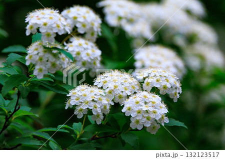 手鞠のような小さくて白い花を球状に咲かせる落葉低木 コデマリ 手鞠のような小さくて白い花を球状に咲かせる落葉低木 コデマリ 132123517