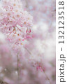 幻想的な満開の枝垂桜 132123518