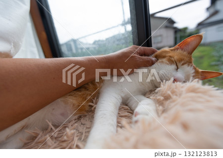猫を撫でる 茶トラ白 猫を撫でる 茶トラ白 132123813
