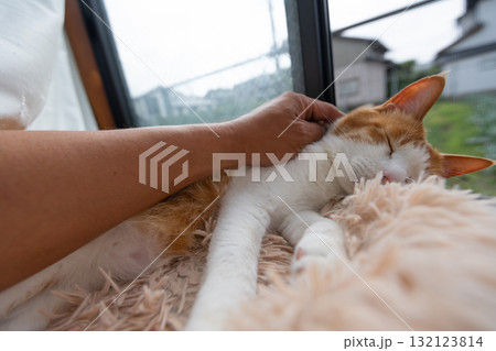 猫を撫でる 茶トラ白 猫を撫でる 茶トラ白 132123814