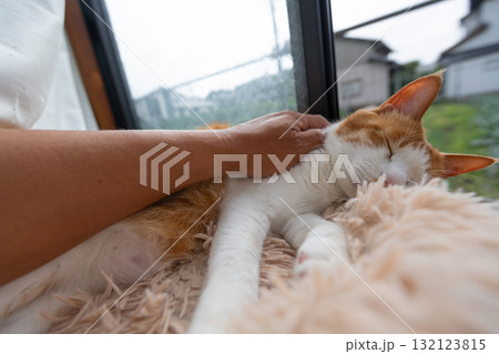 猫を撫でる　茶トラ白 132123815