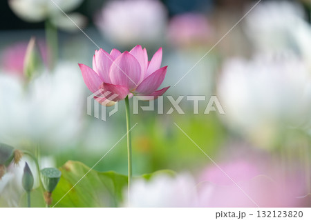 蓮の花 蓮の花 132123820