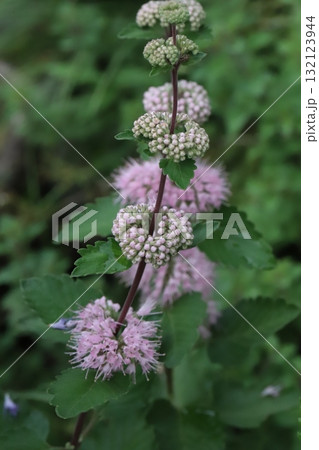 秋の庭に咲くピンク色のダンギクの花 秋の庭に咲くピンク色のダンギクの花 132123944