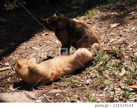 可愛い子猫の猫じゃらし遊び 132124124