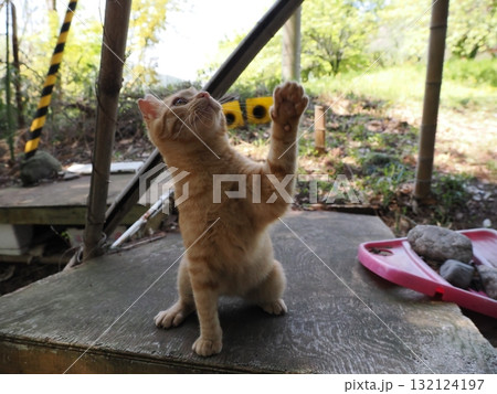可愛い子猫の猫じゃらし遊び 132124197