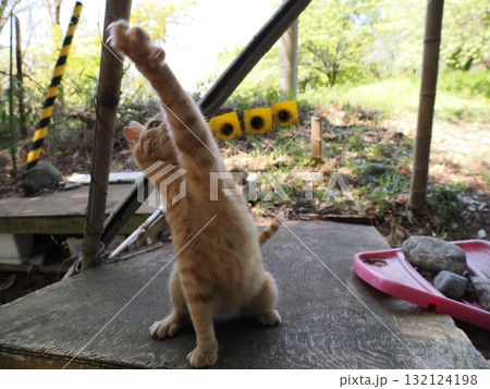可愛い子猫の猫じゃらし遊び 可愛い子猫の猫じゃらし遊び 132124198