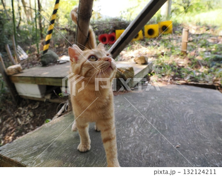 可愛い子猫の猫じゃらし遊び 可愛い子猫の猫じゃらし遊び 132124211