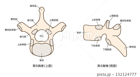 第6胸椎の解剖学、上面図と側面図 132124777