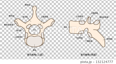 第6胸椎の解剖学、上面図と側面図 132124777