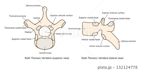第6胸椎の解剖学、上面図と側面図 第6胸椎の解剖学、上面図と側面図 132124778