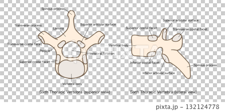 第6胸椎の解剖学、上面図と側面図 第6胸椎の解剖学、上面図と側面図 132124778