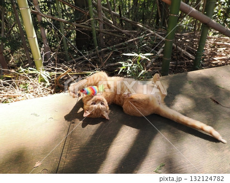 おもちゃで遊ぶ可愛い子猫達 おもちゃで遊ぶ可愛い子猫達 132124782