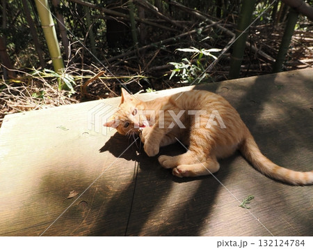 おもちゃで遊ぶ可愛い子猫達 132124784