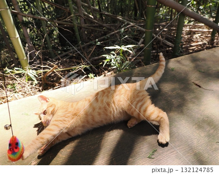 おもちゃで遊ぶ可愛い子猫達 おもちゃで遊ぶ可愛い子猫達 132124785