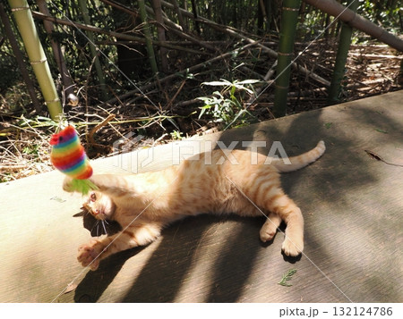 おもちゃで遊ぶ可愛い子猫達 おもちゃで遊ぶ可愛い子猫達 132124786