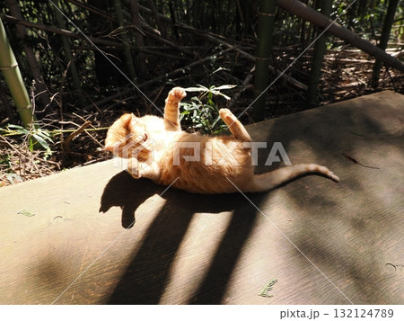 おもちゃで遊ぶ可愛い子猫達 おもちゃで遊ぶ可愛い子猫達 132124789