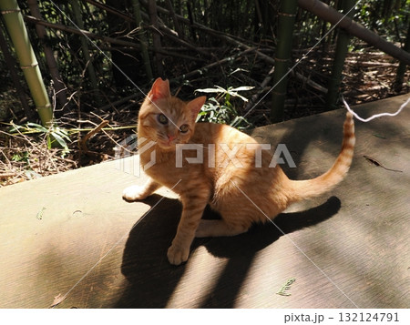 おもちゃで遊ぶ可愛い子猫達 132124791