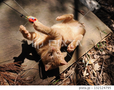 おもちゃで遊ぶ可愛い子猫達 おもちゃで遊ぶ可愛い子猫達 132124795