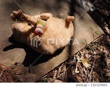 おもちゃで遊ぶ可愛い子猫達 132124805