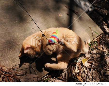おもちゃで遊ぶ可愛い子猫達 132124806