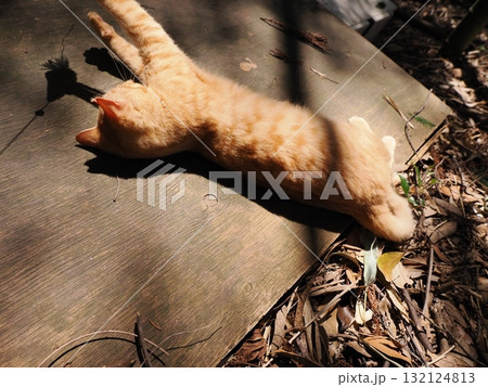おもちゃで遊ぶ可愛い子猫達 おもちゃで遊ぶ可愛い子猫達 132124813