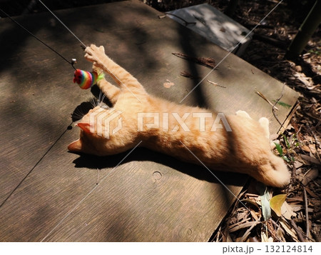 おもちゃで遊ぶ可愛い子猫達 132124814