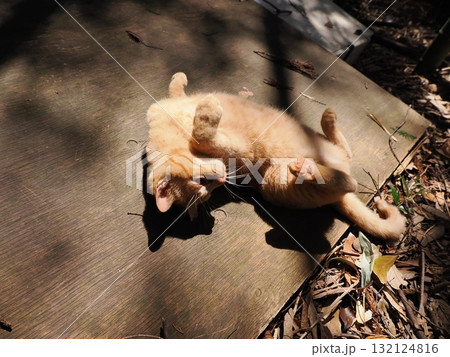 おもちゃで遊ぶ可愛い子猫達 132124816