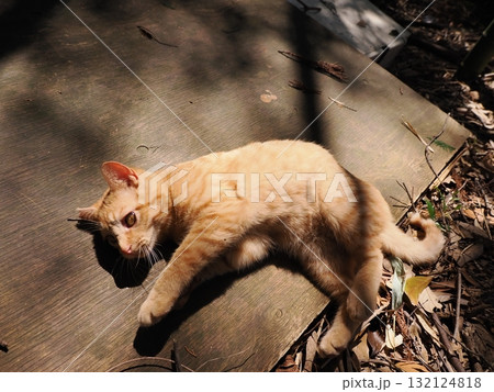 おもちゃで遊ぶ可愛い子猫達 132124818