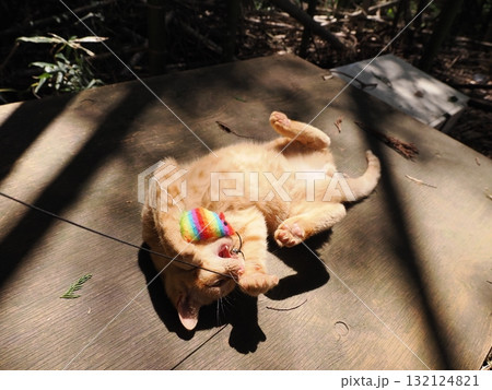 おもちゃで遊ぶ可愛い子猫達 132124821