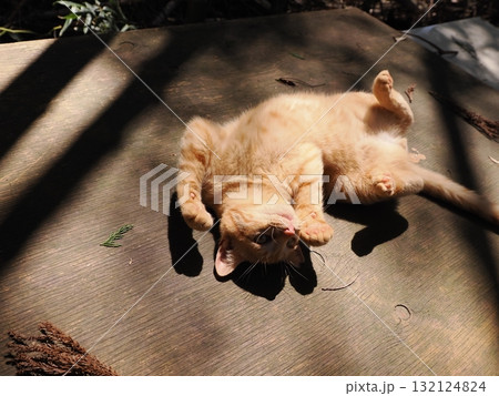 おもちゃで遊ぶ可愛い子猫達 132124824