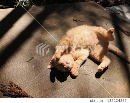 おもちゃで遊ぶ可愛い子猫達 132124825