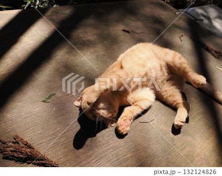 おもちゃで遊ぶ可愛い子猫達 おもちゃで遊ぶ可愛い子猫達 132124826