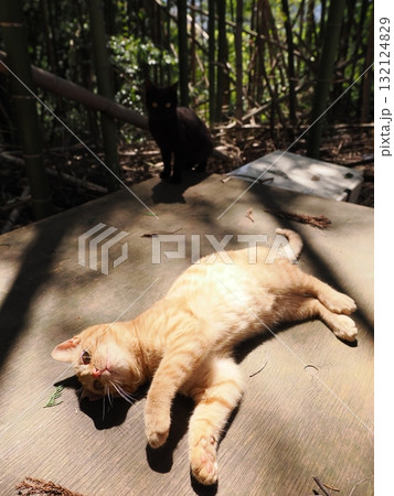 おもちゃで遊ぶ可愛い子猫達 おもちゃで遊ぶ可愛い子猫達 132124829
