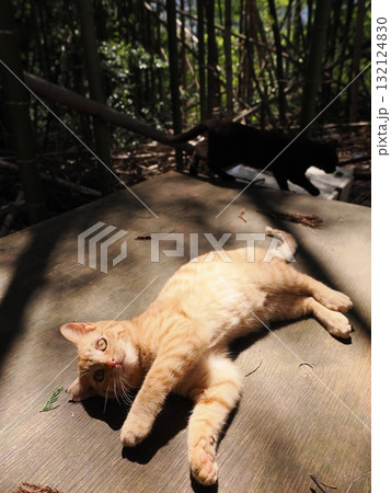 おもちゃで遊ぶ可愛い子猫達 132124830