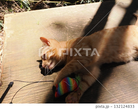 おもちゃで遊ぶ可愛い子猫達 おもちゃで遊ぶ可愛い子猫達 132124833