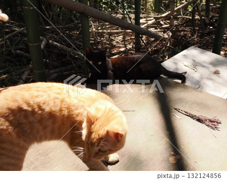 おもちゃで遊ぶ可愛い子猫達 おもちゃで遊ぶ可愛い子猫達 132124856